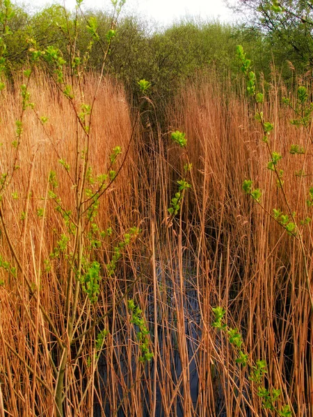 Outono Nas Cores Outono Uma Foto Natureza Nas Cores Outono — Fotografia de Stock