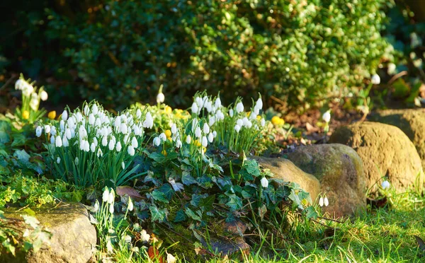 Common Snowdrop Galanthus Nivalis — Zdjęcie stockowe