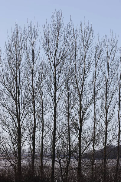 Зимой Деревья Красивая Естественная Съемка Открытом Воздухе — стоковое фото