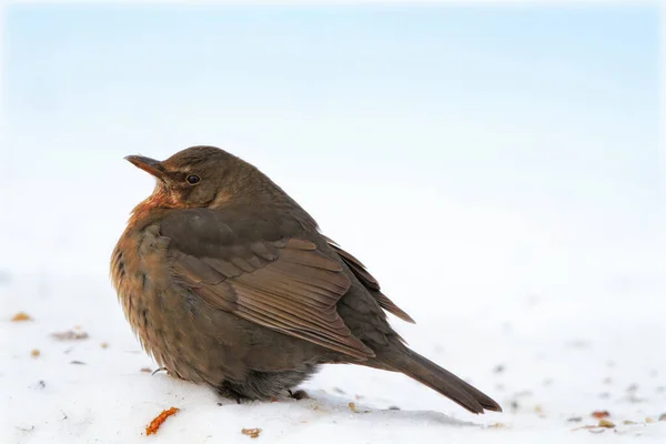 그것은 참으로 새이다 겨울에 정원에서 사과를 먹는다 — 스톡 사진