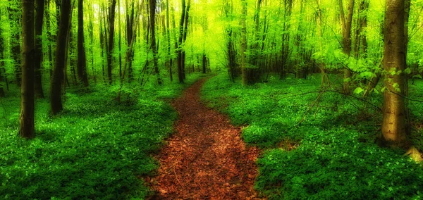 春には緑豊かな森 春の森の中の歩道の写真 — ストック写真