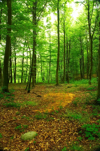 Saftiger Wald Frühling Ein Foto Der Schönheit Des Waldes Frühling — Stockfoto