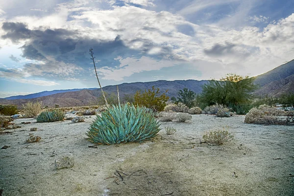 Deserto Californiano Anza Borrego Anza Borrego Desert State Park California — Foto Stock