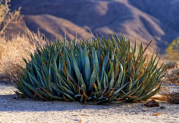 カリフォルニアの砂漠 アンザボレゴ Anza Borrego Desert State Park Southern California Usa — ストック写真
