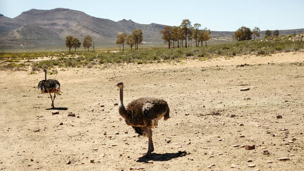 Speed matters when you cant fly. ostriches on the plains of Africa