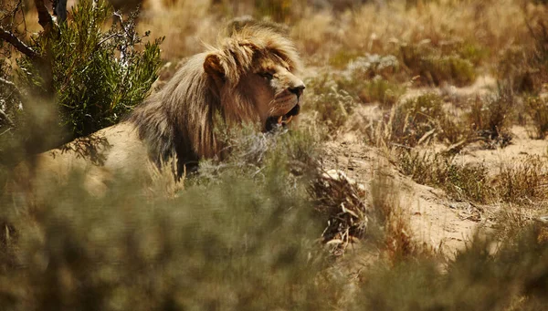 Kral Olmasının Bir Sebebi Var Afrika Düzlüklerinde Bir Aslan — Stok fotoğraf