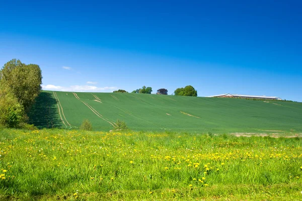 Cornfield Primavera Terreni Agricoli Primavera Molto Spazio Copia — Foto Stock