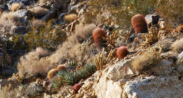 선인장 캘리포니아 Anza Borrego 사막에 Barrel Cactus Ferocactus Cylindraceus — 스톡 사진