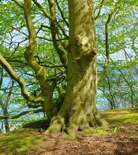 Bosque Exuberante Primavera Una Foto Muy Nítida Detallada Del Famoso — Foto de Stock