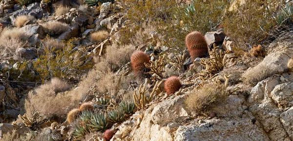 Cactus Barril Barril Cactus Ferocactus Cylindraceus Desierto Anza Borrego Sur — Foto de Stock