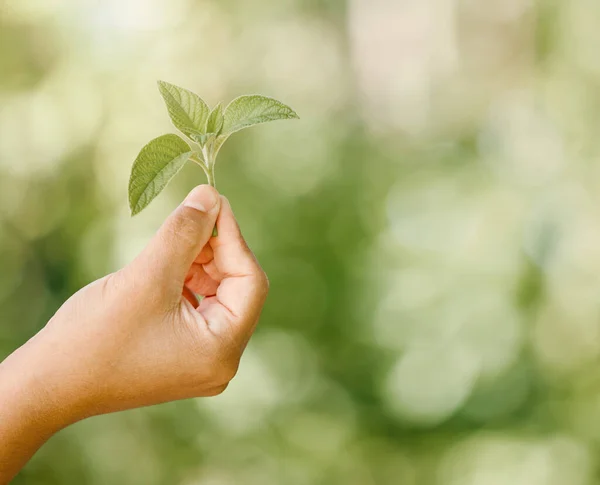 Egészséges Növény Levél Bokeh Zöld Háttérrel Élénk Levelek Nyáron Hogy — Stock Fotó