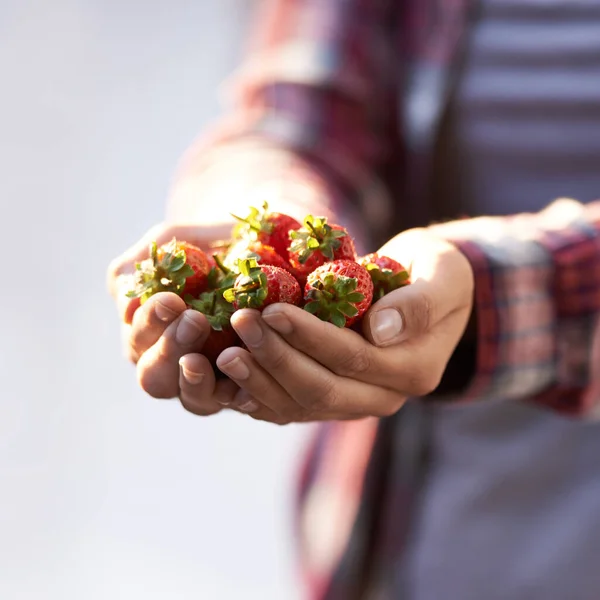 Saftige Erdbeeren Eine Frau Hält Eine Handvoll Frischer Erdbeeren — Stockfoto