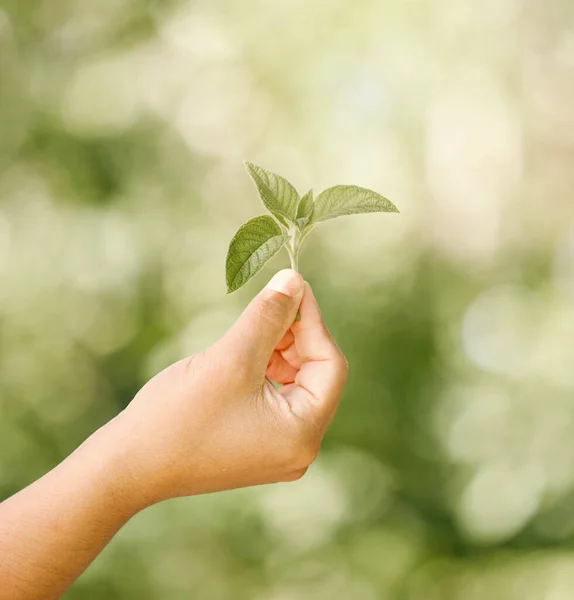 Kéz Gyermek Természetes Egészséges Zöld Növény Látható Ellen Bokeh Elmosódott — Stock Fotó