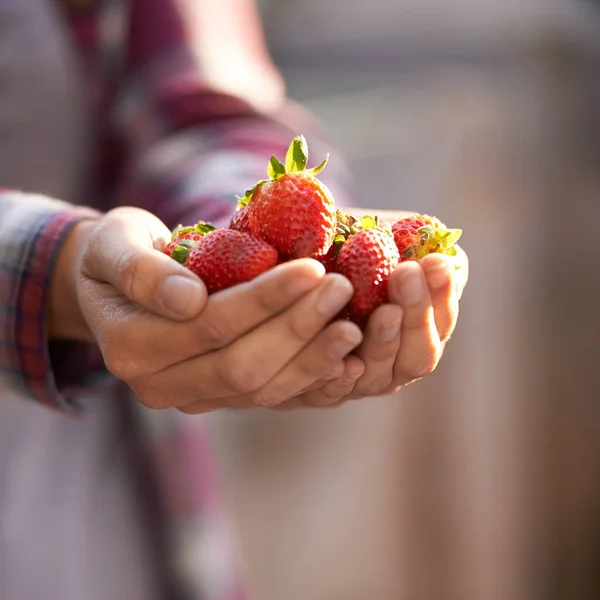 Recién Salido Del Jardín Una Mujer Sosteniendo Puñado Fresas Frescas —  Fotos de Stock