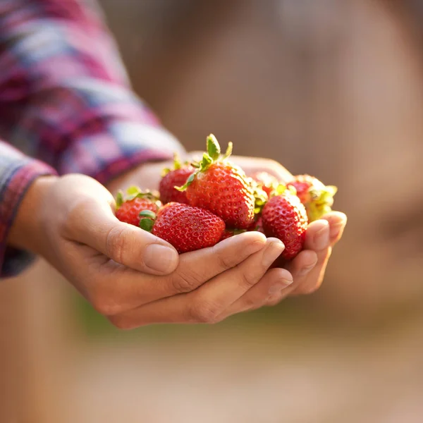 Tesoros Madre Naturaleza Una Mujer Sosteniendo Puñado Fresas Frescas —  Fotos de Stock