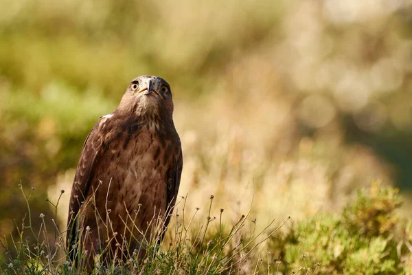 捕食者は一人 自然の生息地での壮大な獲物の鳥 — ストック写真