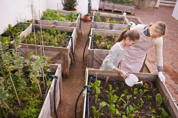 Passing on the secrets of the green thumb. a mother and daughter gardening together in their backyard