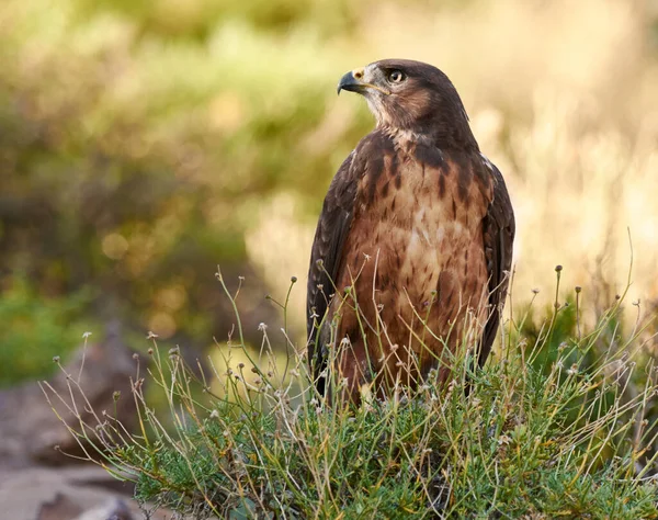 Eyes in the wilderness. A majestic bird of prey in its natural habitat