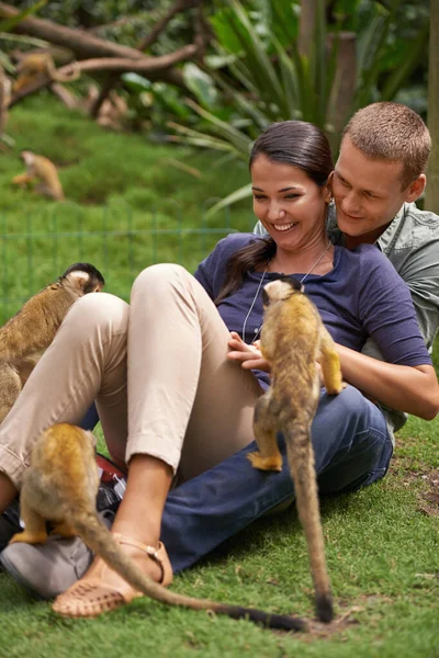 彼女は猿の天国にいた 若い夫婦が動物保護区で過ごす時間は — ストック写真