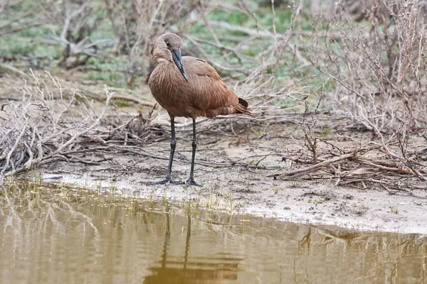 足を濡らす時間だ 自然の生息地で鳥の完全な長さのショット — ストック写真