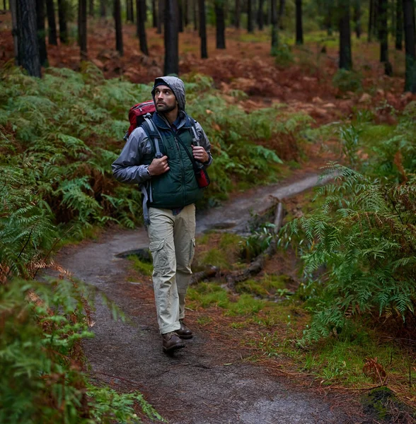 纯朴的天然林 为徒步旅行提供动力 英俊的男人在松林里徒步旅行 — 图库照片