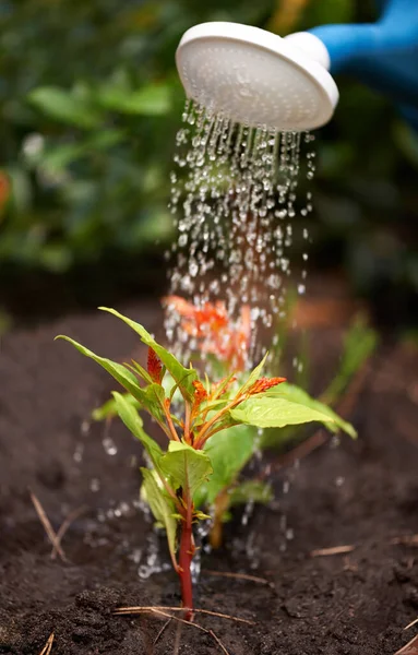 Water is life. a watering can watering a plant