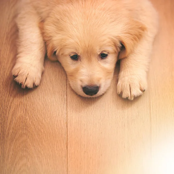 슬프다 바닥에 스러운 황금빛 리트리버 강아지 — 스톡 사진