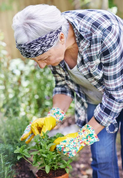 Alimentar Una Nueva Vida Una Mujer Mayor Feliz Jardinería Patio — Foto de Stock