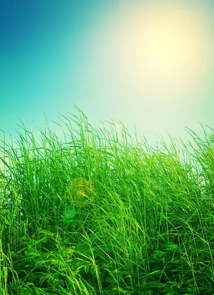 Hierba Verde Cielo Azul Una Foto Paisaje Campo Verde Cielo —  Fotos de Stock