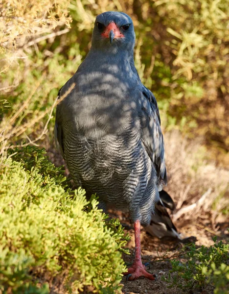 Håll Ögonen Öppna Majestätisk Rovfågel Sin Naturliga Miljö — Stockfoto