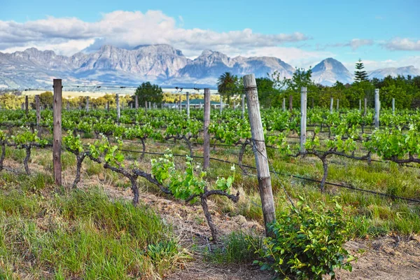 Cultivating award-wining wines. A scenic view of a vineyard in the Cape winelands