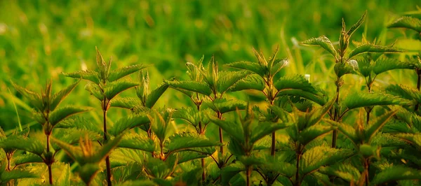 Crecimiento Natural Imagen Cerca Recortada Plantas Hoja Verde Que Crecen —  Fotos de Stock