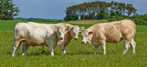 Shhh Guys Here Comes Farmers Quick Say Mooo Stádo Charolais — Stock fotografie