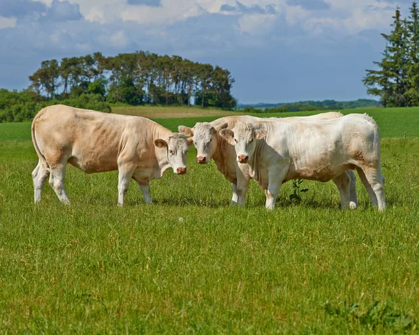 Wypas Bydła Stado Bydła Charolais Pasące Się Pastwisku Danii — Zdjęcie stockowe