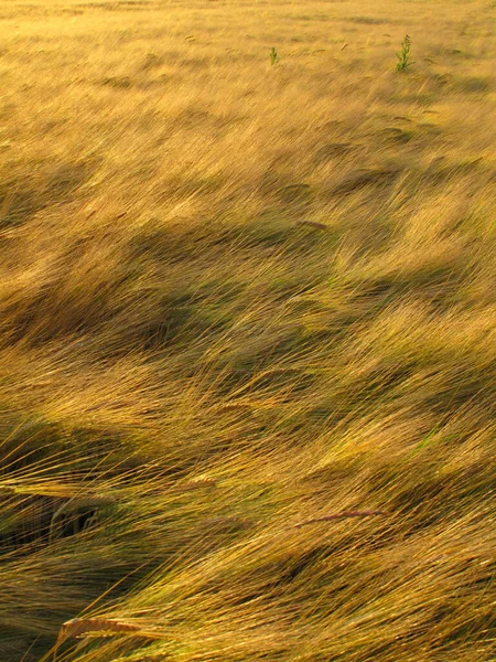 Natures Ripe Harvest Wheat Wheat Crops Blowing Breeze — Stock Photo, Image