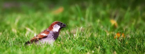 Sparrow Sentado Grama Verde — Fotografia de Stock