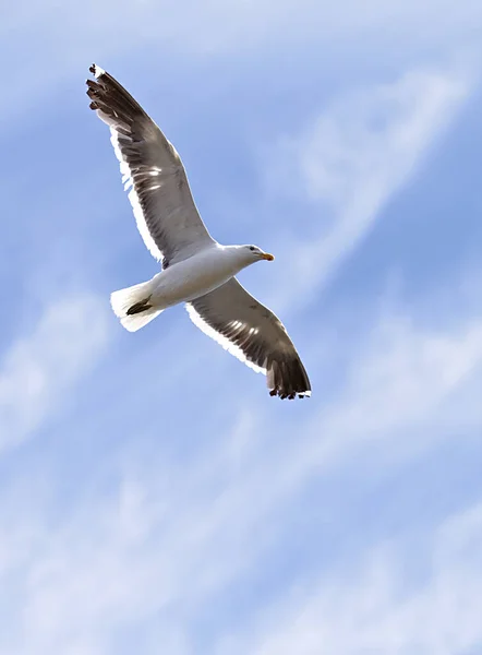 Photo Beautiful Sea Gull — Stock Photo, Image