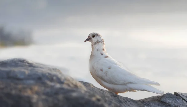 Una Foto Paloma Blanca Entorno Natural —  Fotos de Stock