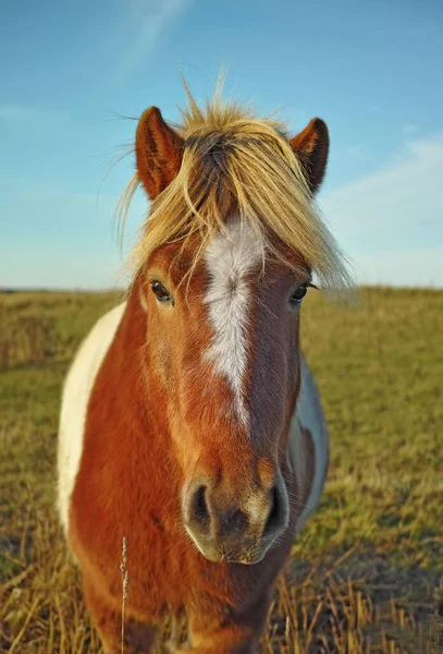 Photo Horse Natural Setting — Stock Photo, Image