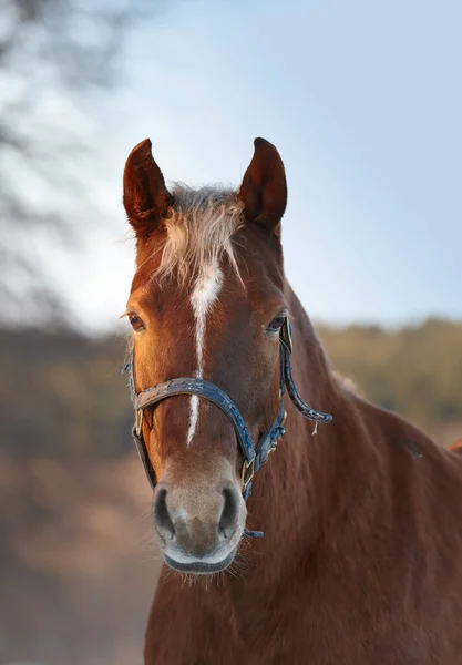 Vacker Brun Häst Utomhus Vid Solnedgången — Stockfoto