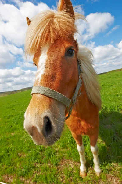 Photo Beautiful Brown Horse Green Field — Stock Photo, Image