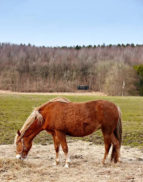 Beautiful Brown Horse Outdoors Daytime — Stock Photo, Image