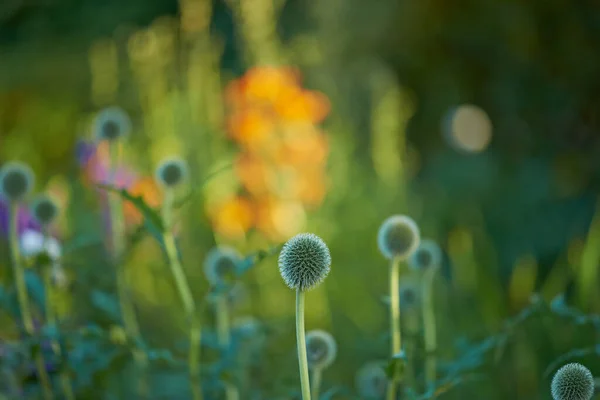 Rozjasňující Příroda Svou Krásou Krásné Květiny Jasný Den — Stock fotografie
