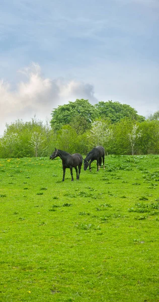 Grazing Meadow Two Black Horses Grazing Danish Farm — Stock Photo, Image