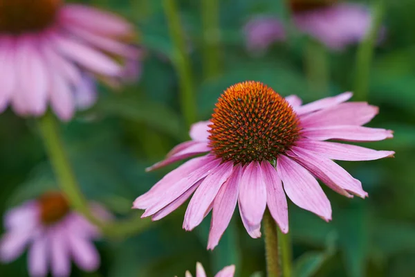 Pretty Pink Closeup Gorgeous Pink Daisy Flowers Bloom Denmark — Stock Photo, Image