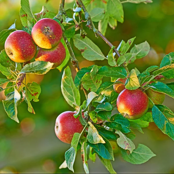 An apple per day keeps the doctor away. Apple-picking has never looked so enticing - a really healthy and tempting treat