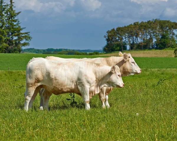 Bydło Charolais Stado Bydła Charolais Pasące Się Pastwisku Danii — Zdjęcie stockowe