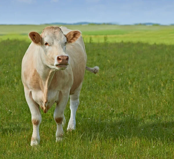 シャロレ牛 デンマークの牧草地でシャロレの牛の放牧の群れ — ストック写真