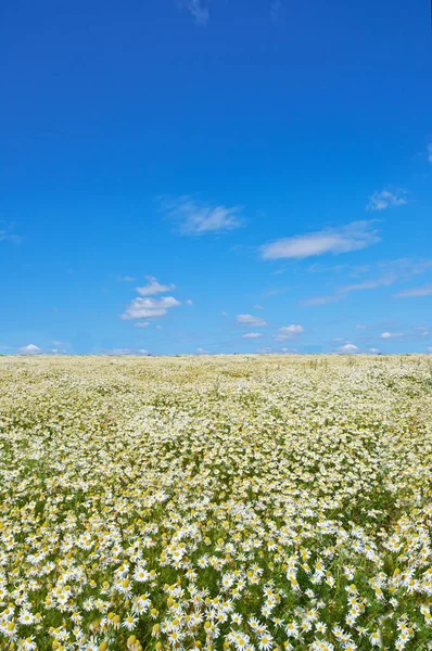 Идиллическая Летняя Сцена Пейзаж Зеленого Поля Голубого Неба — стоковое фото