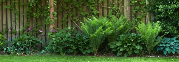 Lush garden in the springtime. Shrubs growing against a garden fence